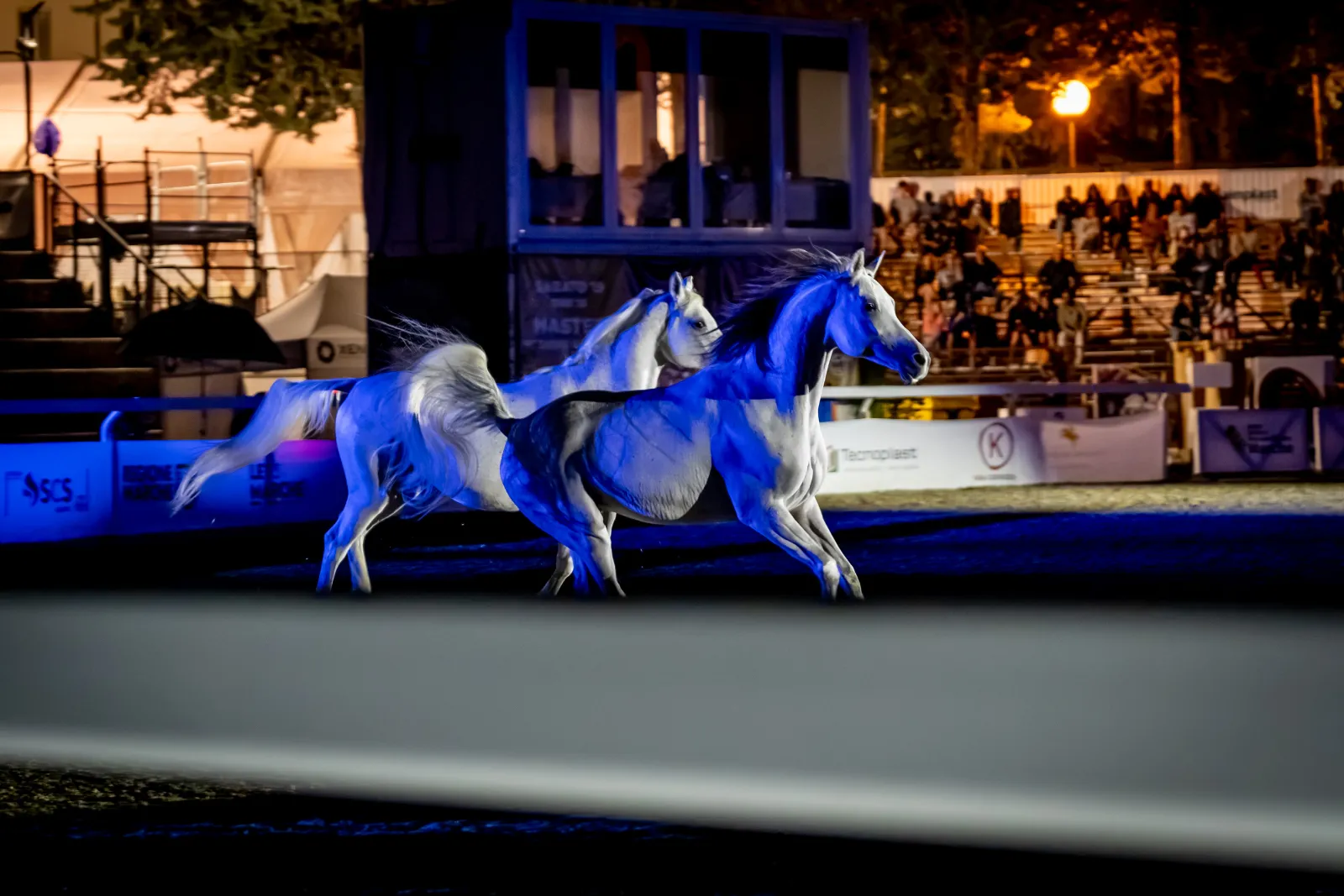 Cavalli in libertà nella luce blu